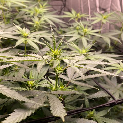 MD growlog timeline photo