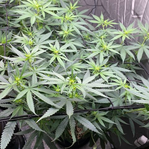 MD growlog timeline photo