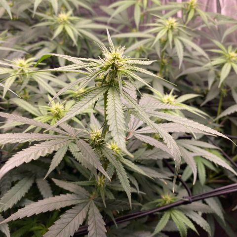MD growlog timeline photo