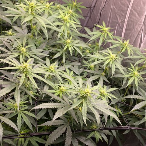 MD growlog timeline photo