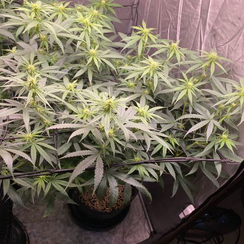 MD growlog timeline photo