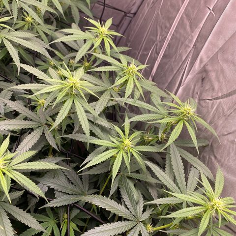 MD growlog timeline photo