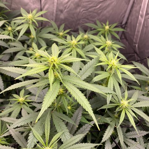 MD growlog timeline photo