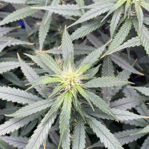 MD growlog timeline photo