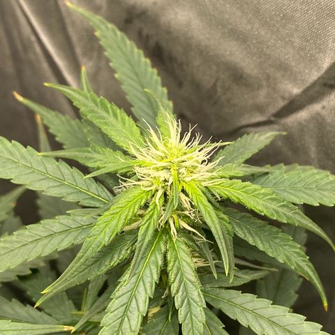 MD growlog timeline photo