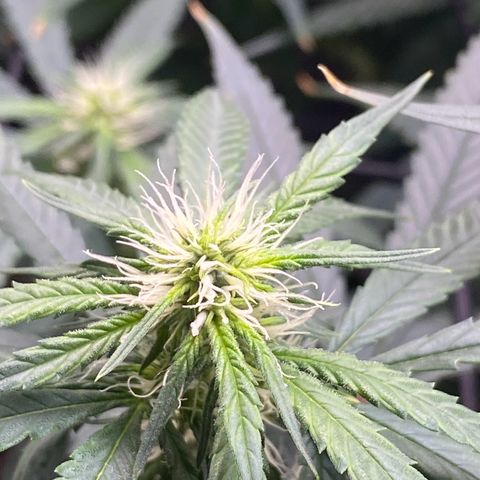 MD growlog timeline photo