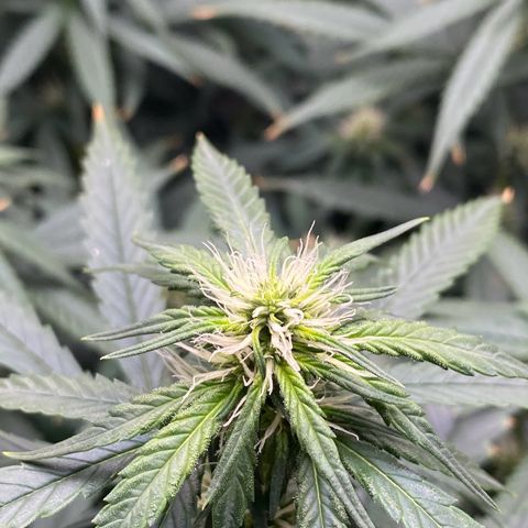 MD growlog timeline photo