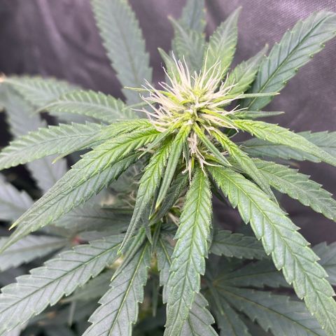 MD growlog timeline photo