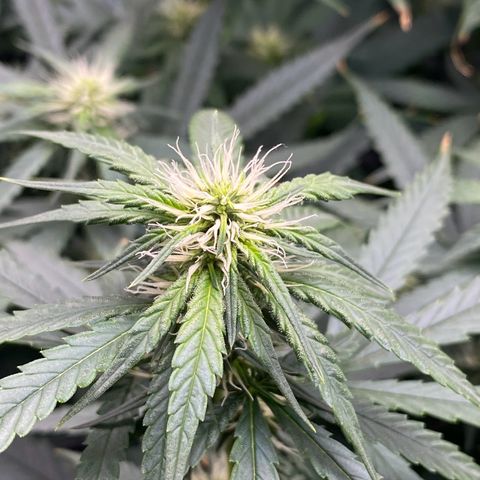 MD growlog timeline photo