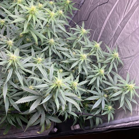 MD growlog timeline photo