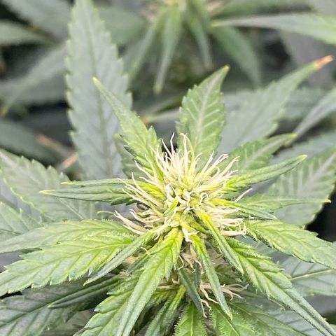 MD growlog timeline photo