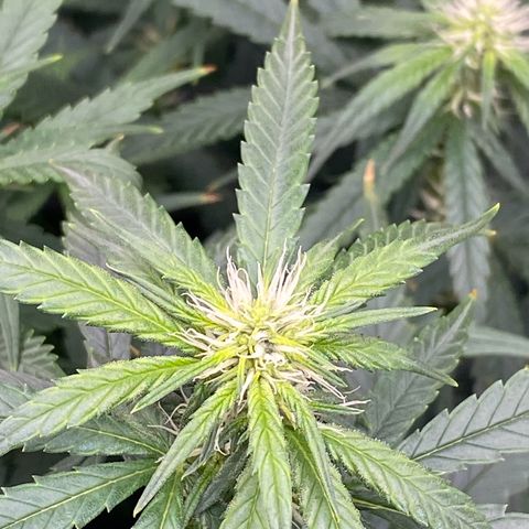 MD growlog timeline photo
