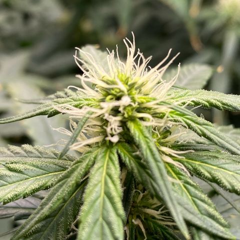 MD growlog timeline photo
