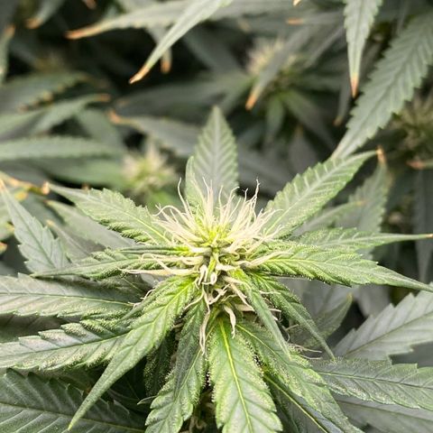 MD growlog timeline photo