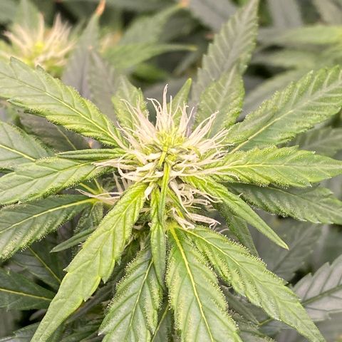 MD growlog timeline photo