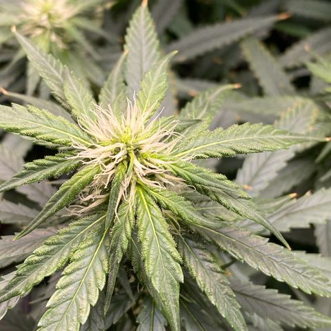 MD growlog timeline photo