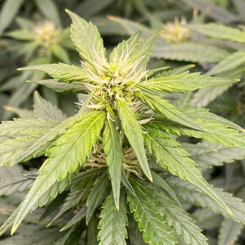 MD growlog timeline photo