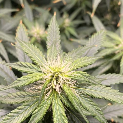 MD growlog timeline photo