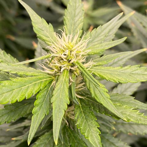 MD growlog timeline photo