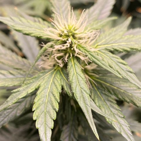 MD growlog timeline photo