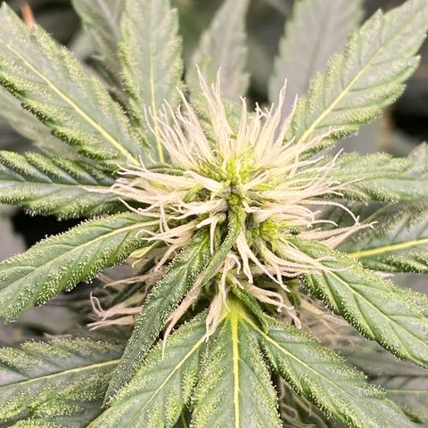 MD growlog timeline photo