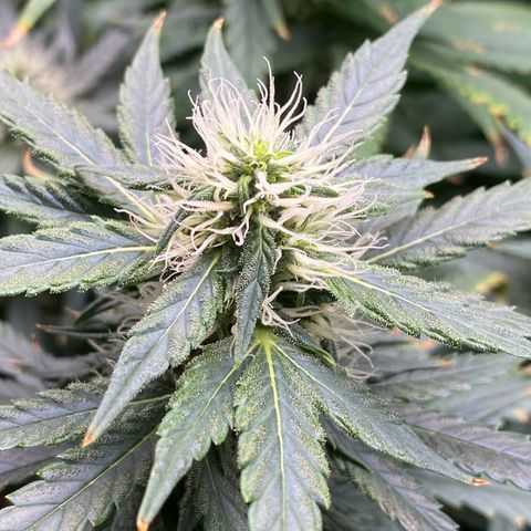 MD growlog timeline photo