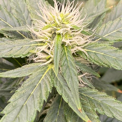MD growlog timeline photo