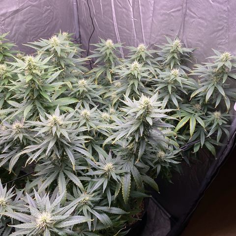 MD growlog timeline photo