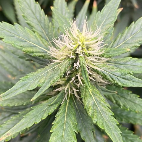 MD growlog timeline photo