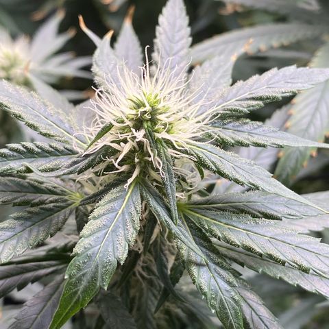 MD growlog timeline photo