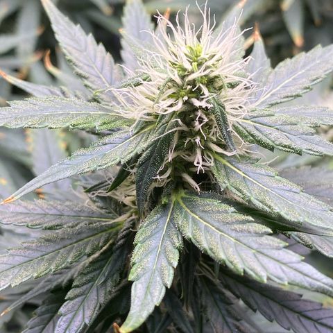 MD growlog timeline photo