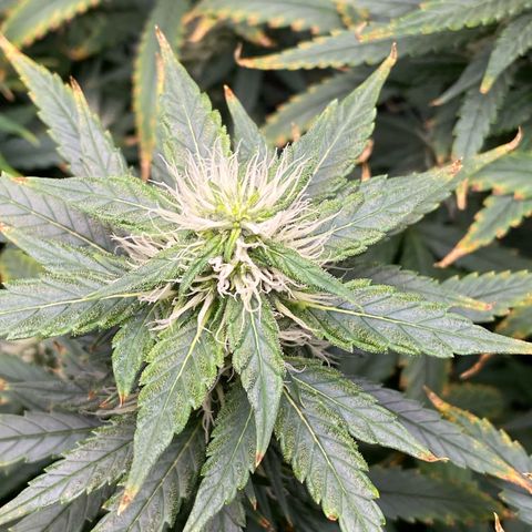 MD growlog timeline photo