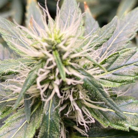 MD growlog timeline photo
