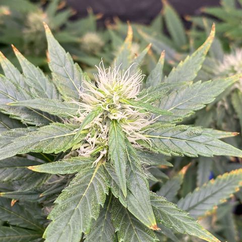 MD growlog timeline photo
