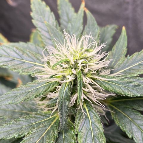MD growlog timeline photo