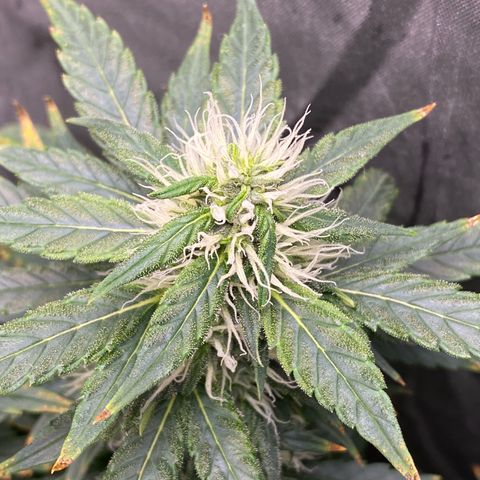 MD growlog timeline photo