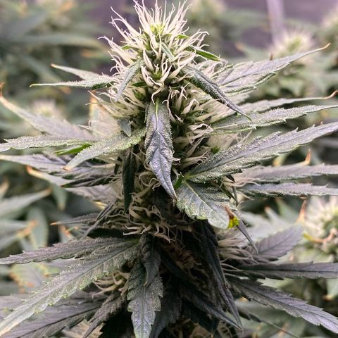 MD growlog timeline photo