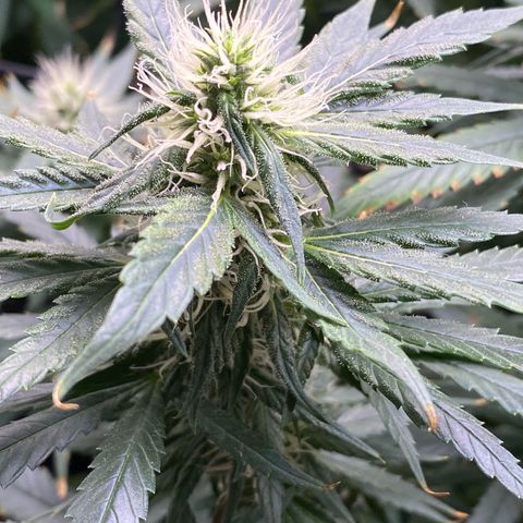 MD growlog timeline photo