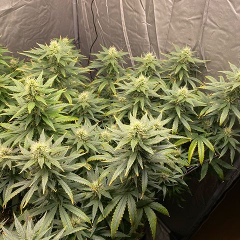 MD growlog timeline photo