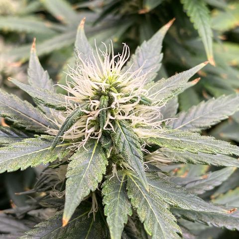 MD growlog timeline photo