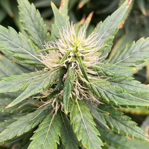 MD growlog timeline photo