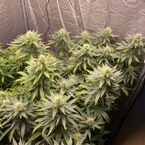 MD growlog photo: Pré desfolhação 