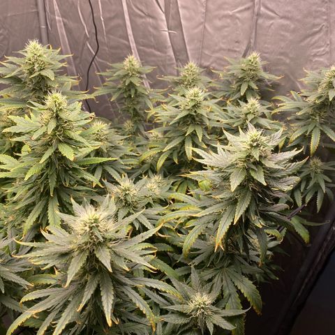 MD growlog photo: Pré desfolhação 