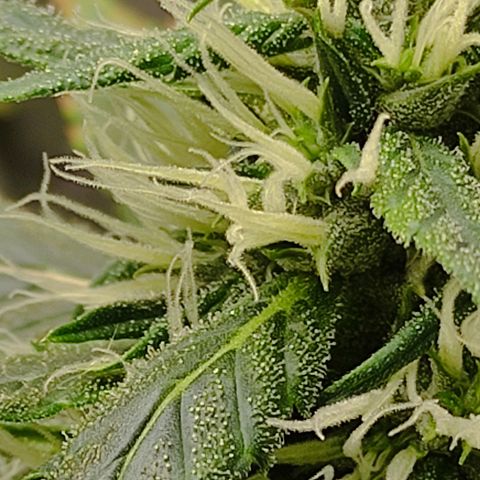 MD growlog timeline photo