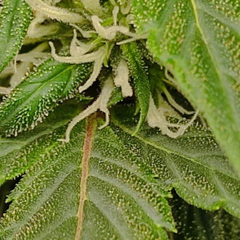 MD growlog timeline photo