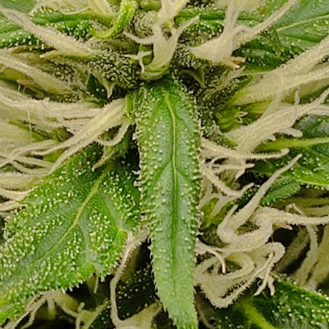 MD growlog timeline photo