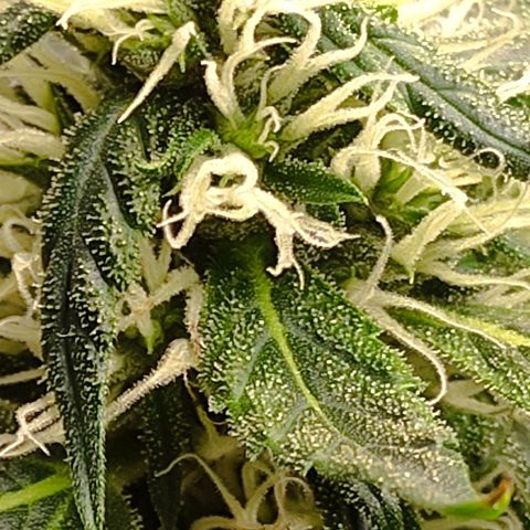 MD growlog timeline photo
