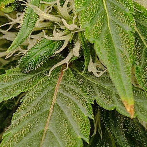 MD growlog timeline photo