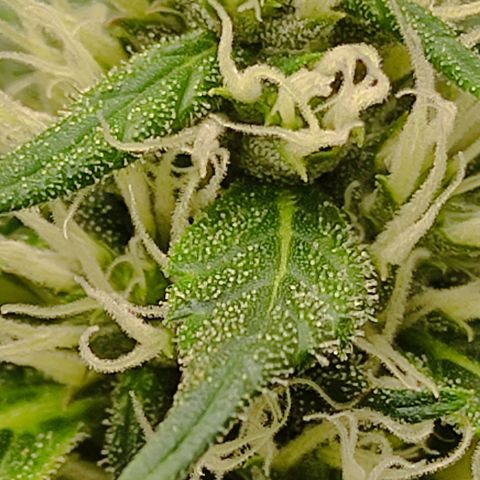 MD growlog timeline photo