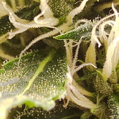 MD growlog timeline photo